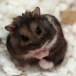 Hamsters have fleas