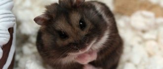 Hamsters have fleas