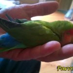 Dying parrot