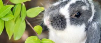 Branches for rabbits