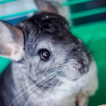 display case for chinchillas