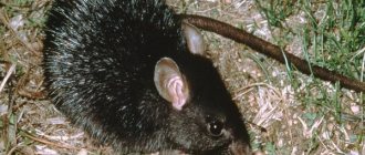 Appearance of a black rat