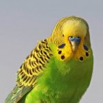 budgerigar