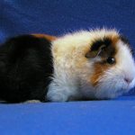 Do guinea pigs stink?