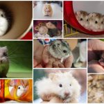 All breeds and types of hamsters with photographs and names