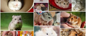 All breeds and types of hamsters with photographs and names