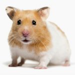 Hamster sounds: why does your pet squeak, yell or cry?